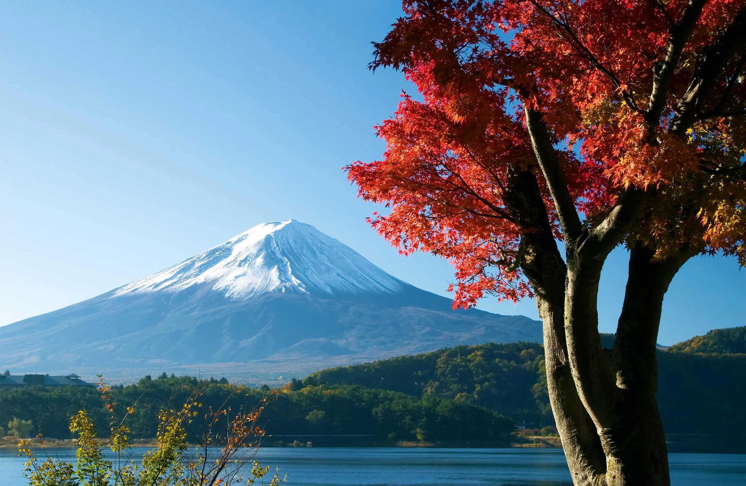 Why Locals Speak English Even When You Speak Japanese